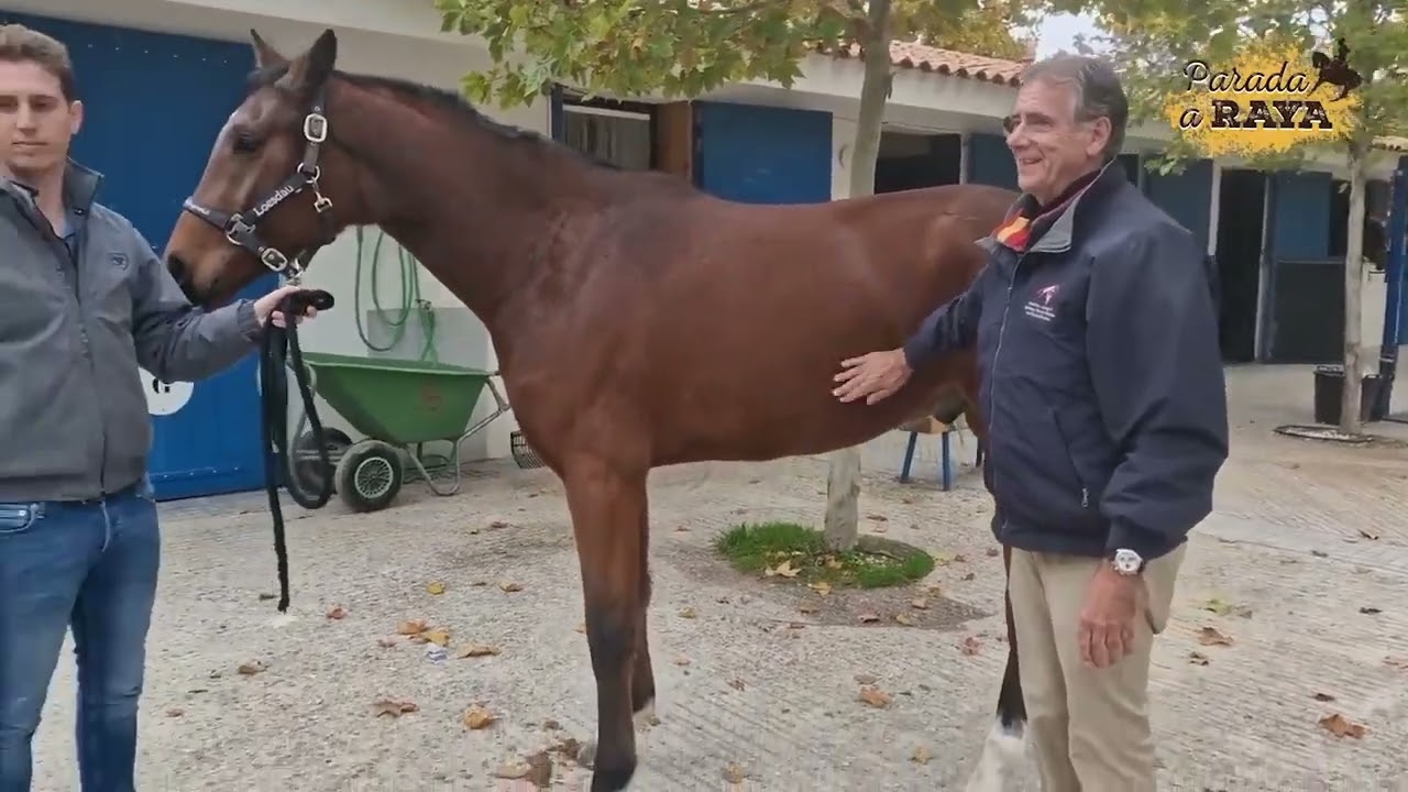 Cómo usar la inteligencia artificial para detectar cojeras en caballos