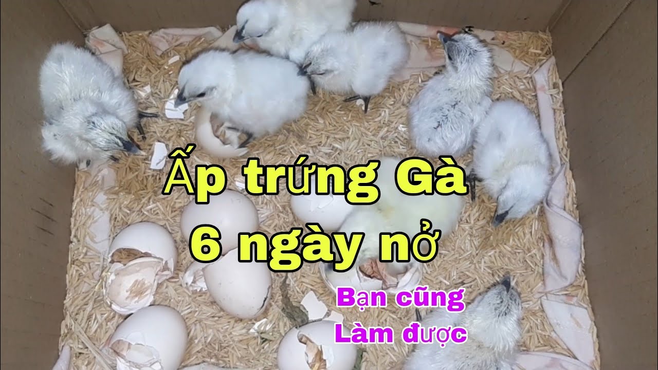 Cách ấp trứng Gà (ác) sáu ngày nở, không cần dùng máy ấp trứng