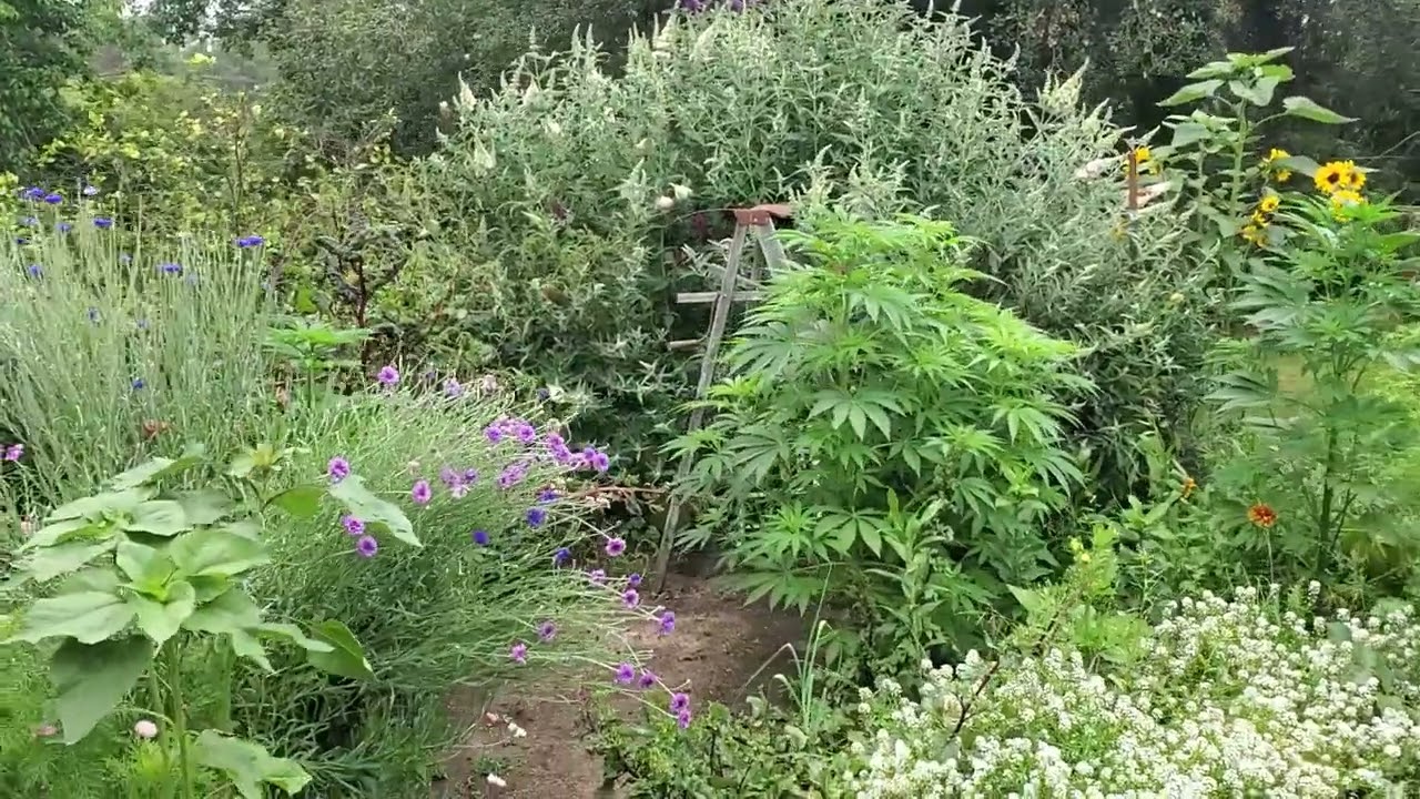 Tahoe Glue ..Humboldt garlic budder and pistachio cultivars