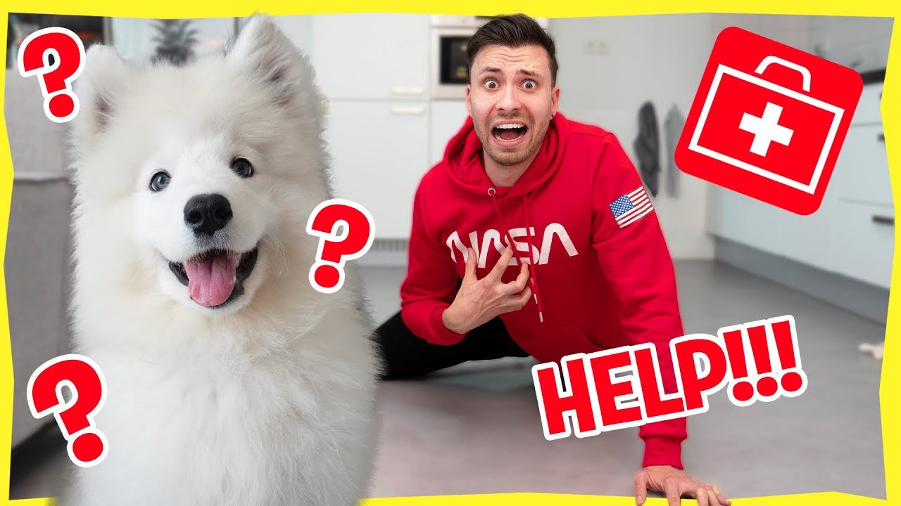 PUPPY PACO REAGEERT OP BIZARRE SITUATIES! *Flauwvallen & meer!*