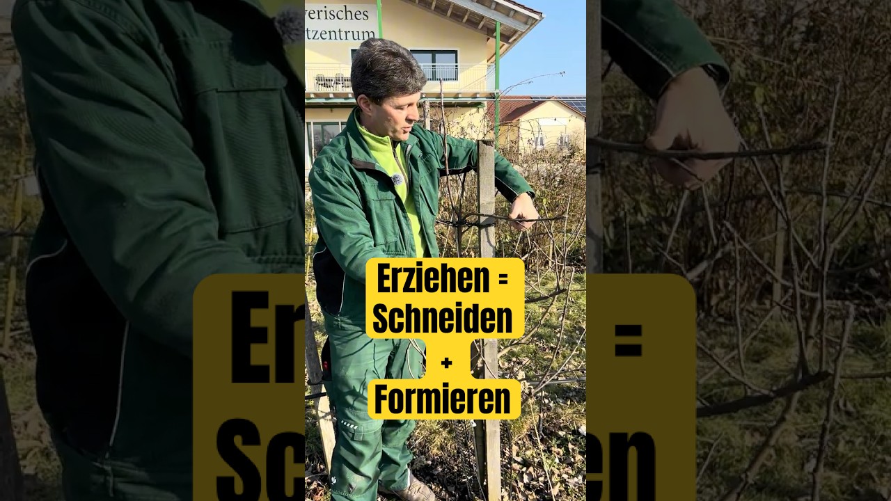 Obstb&auml;ume erziehen durch Schneiden und Formieren