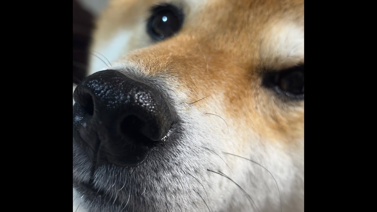 【LIVEアーカイブ】でか柴犬押し通る🐕💨 よもぎダラダラ夜の散歩