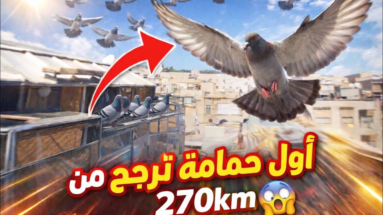 •	لحظة وصول أول حمامة من سباق سطات 270km 😨🫡
