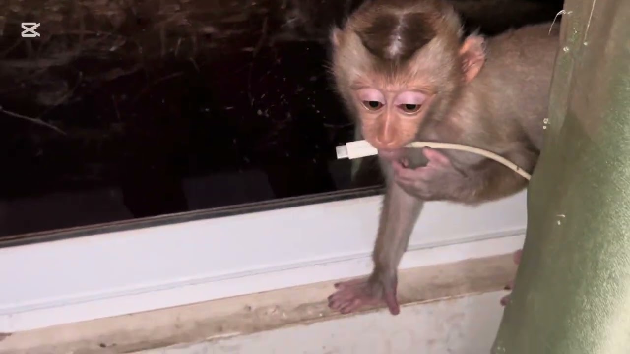 Mary run very fast #monkey #animals