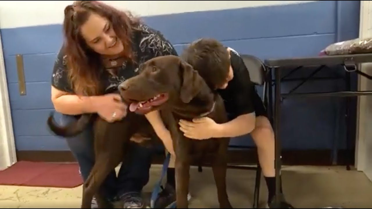 Thor, the Seizure Alert Dog