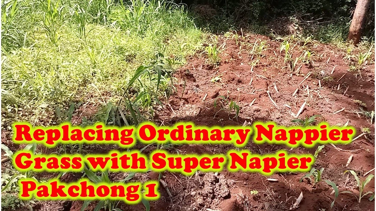 Replacing Ordinary Napier Grass with Super napier pakchong 1