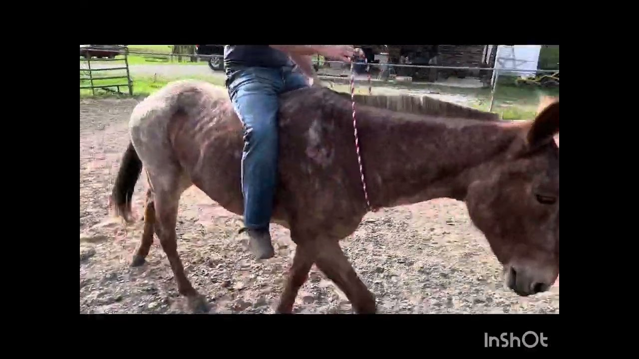 Rooster the red roan mule for sale