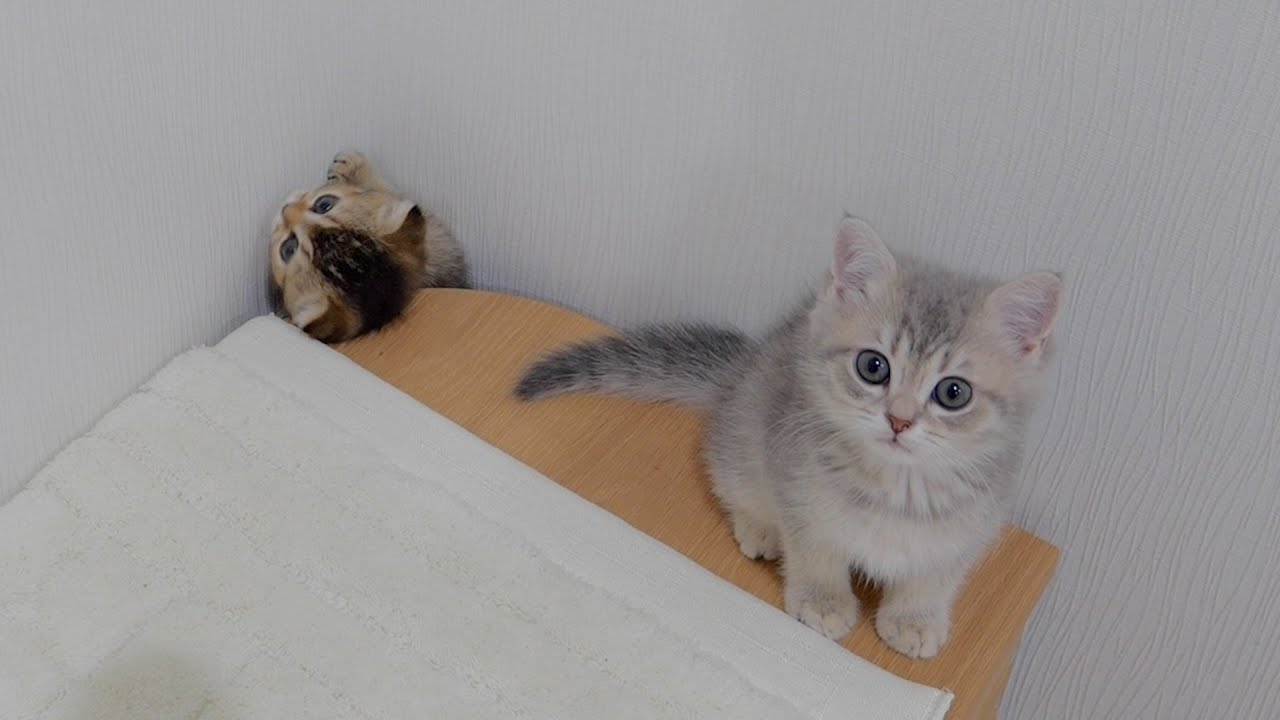 Help!! The younger kitten falls into a hole and the older cats come running!