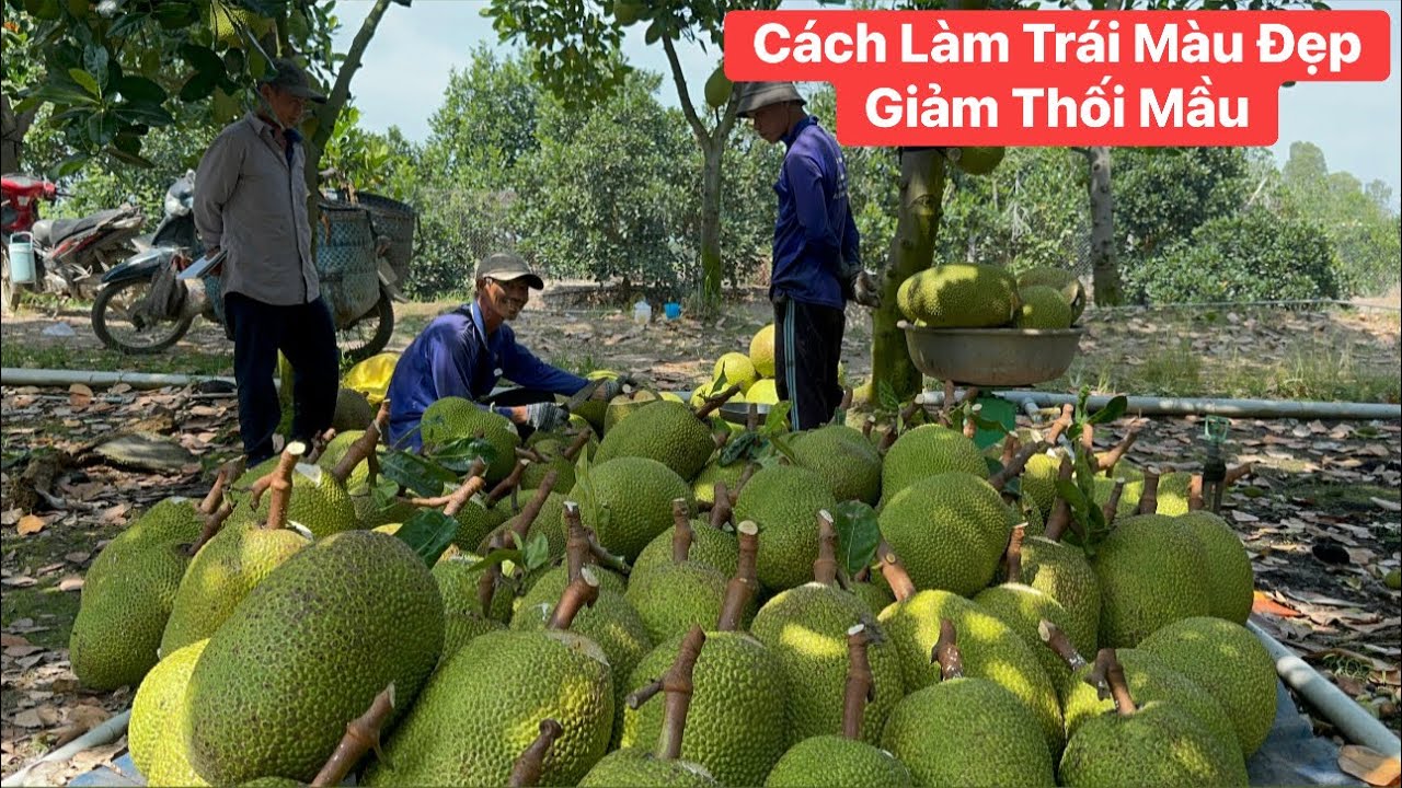 Thu hoạch vườn mít Thái 7 năm tuổi cách làm trái mít giảm thối mầu màu đẹp 
