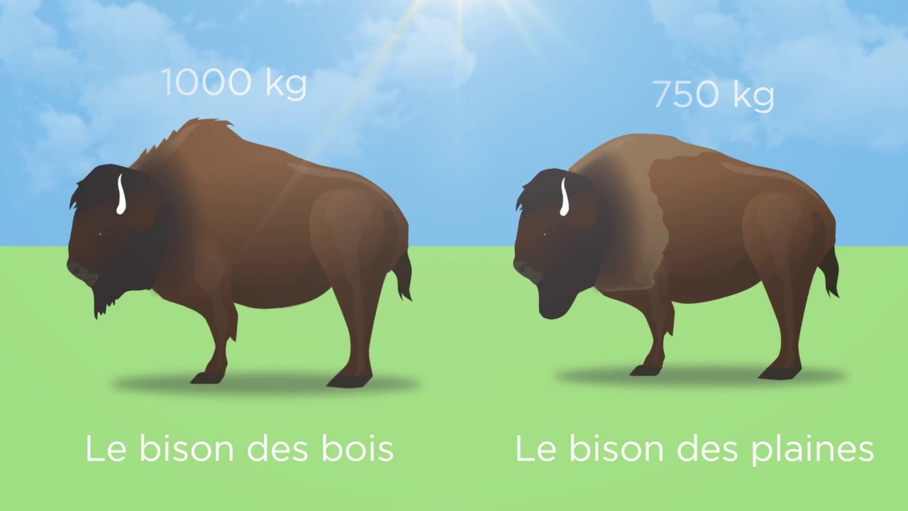 Le bison d'Amérique
