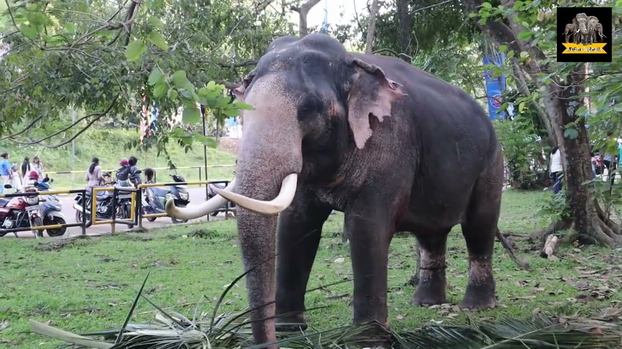 කැළණිය දුරුතු පෙරහරට ආව අපේ ඇයෝ   #asianelephant #elephantsong