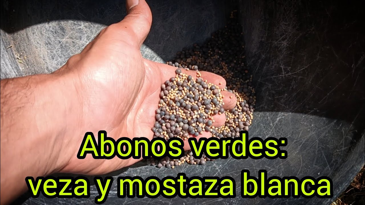 Abonos verdes: veza y mostaza blanca