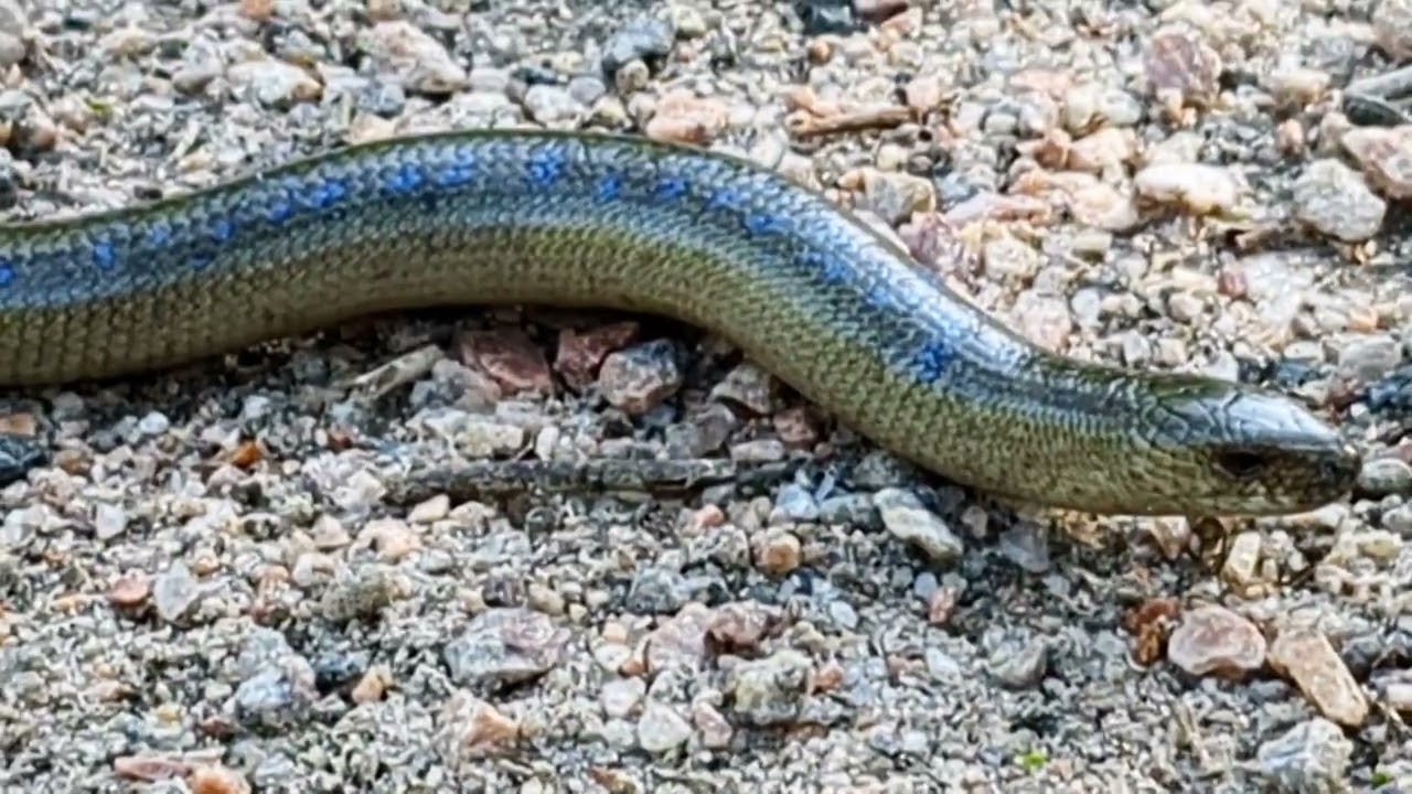 LUONTOMINUUTTI OSA 16 - Vaskitsa - ONE MINUTE IN NATURE PART 16 - The eastern slow worm