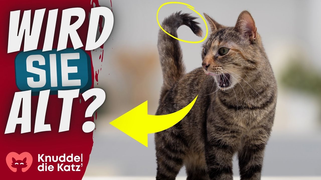 Wenn deine Katze langsam alt wird, tut sie DAS