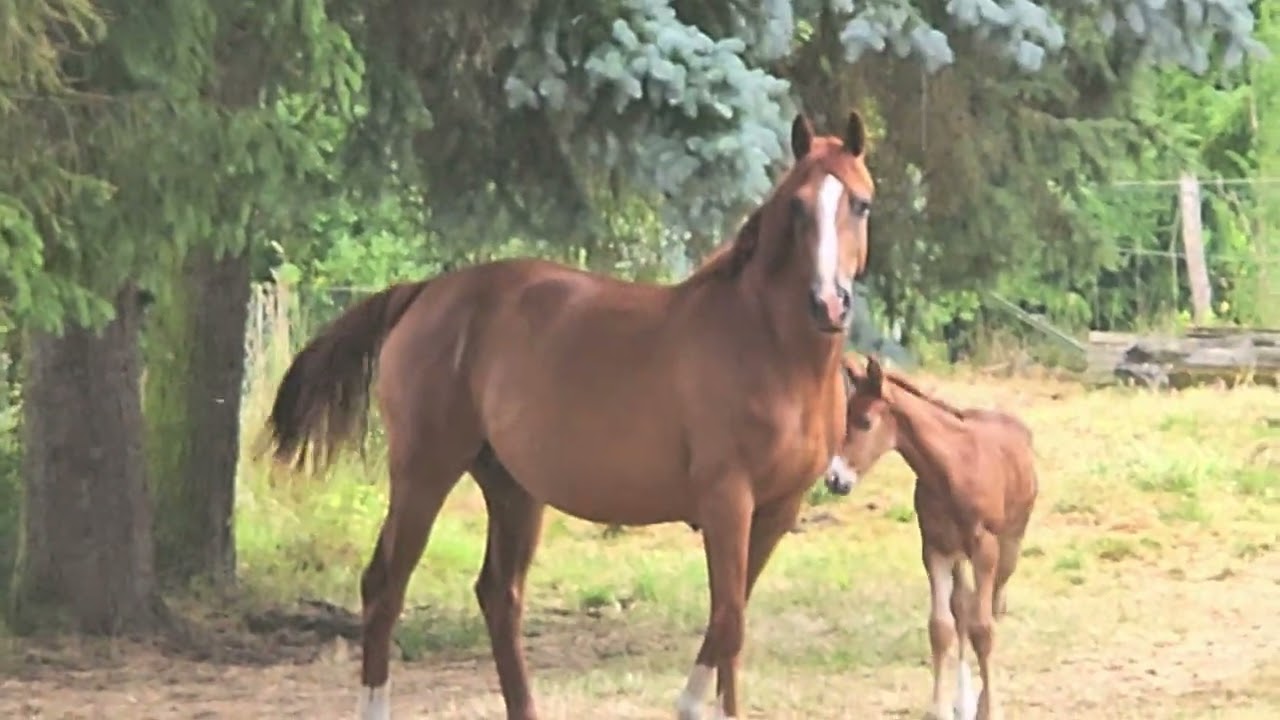 Alemanha  - cavalos