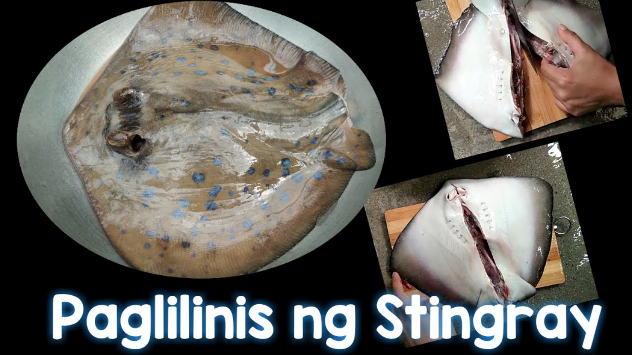 HOW TO CLEAN STINGRAY #IDEAS #STINGRAY #PAGI #ISDA
