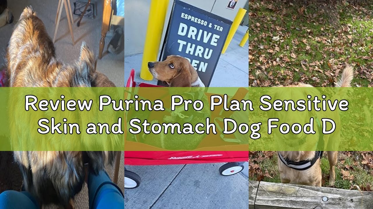 Review Purina Pro Plan Sensitive Skin and Stomach Dog Food Dry, Adult Salmon & Rice Formula, Digesti