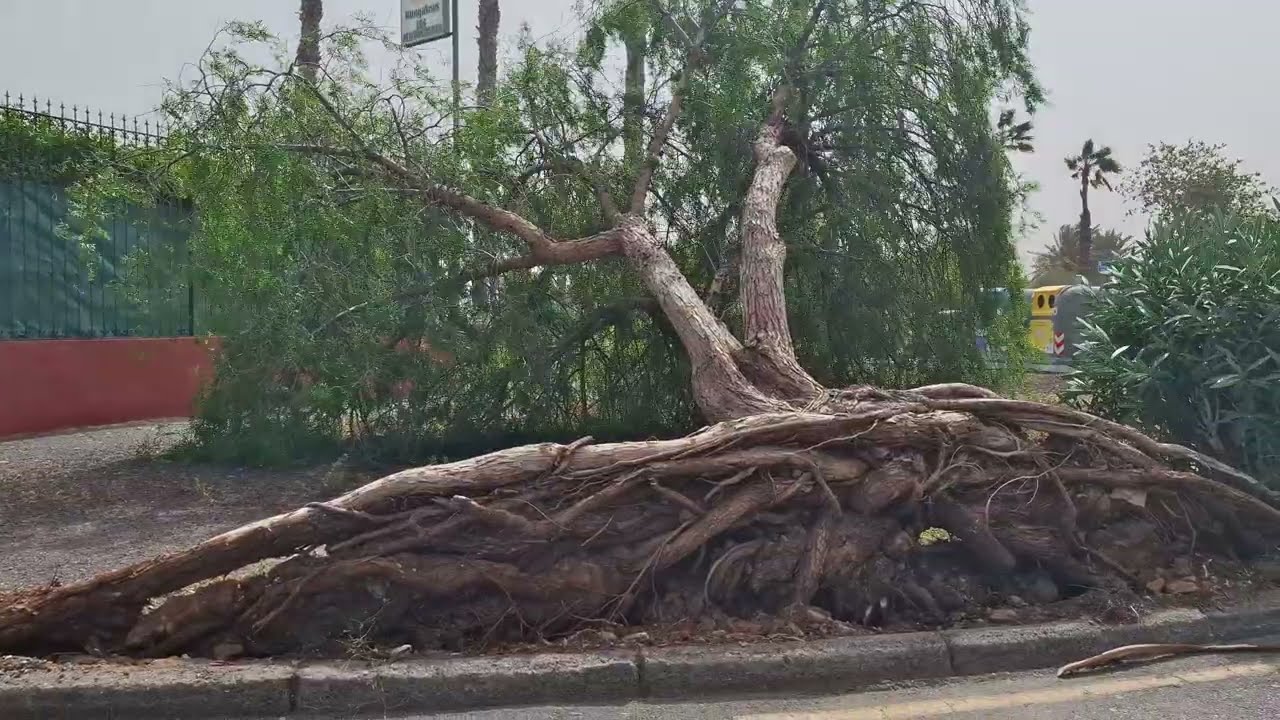Sturm  - Orkan in Maspalomas  - Achtung ⚠️  Entwurzelte Bäume 