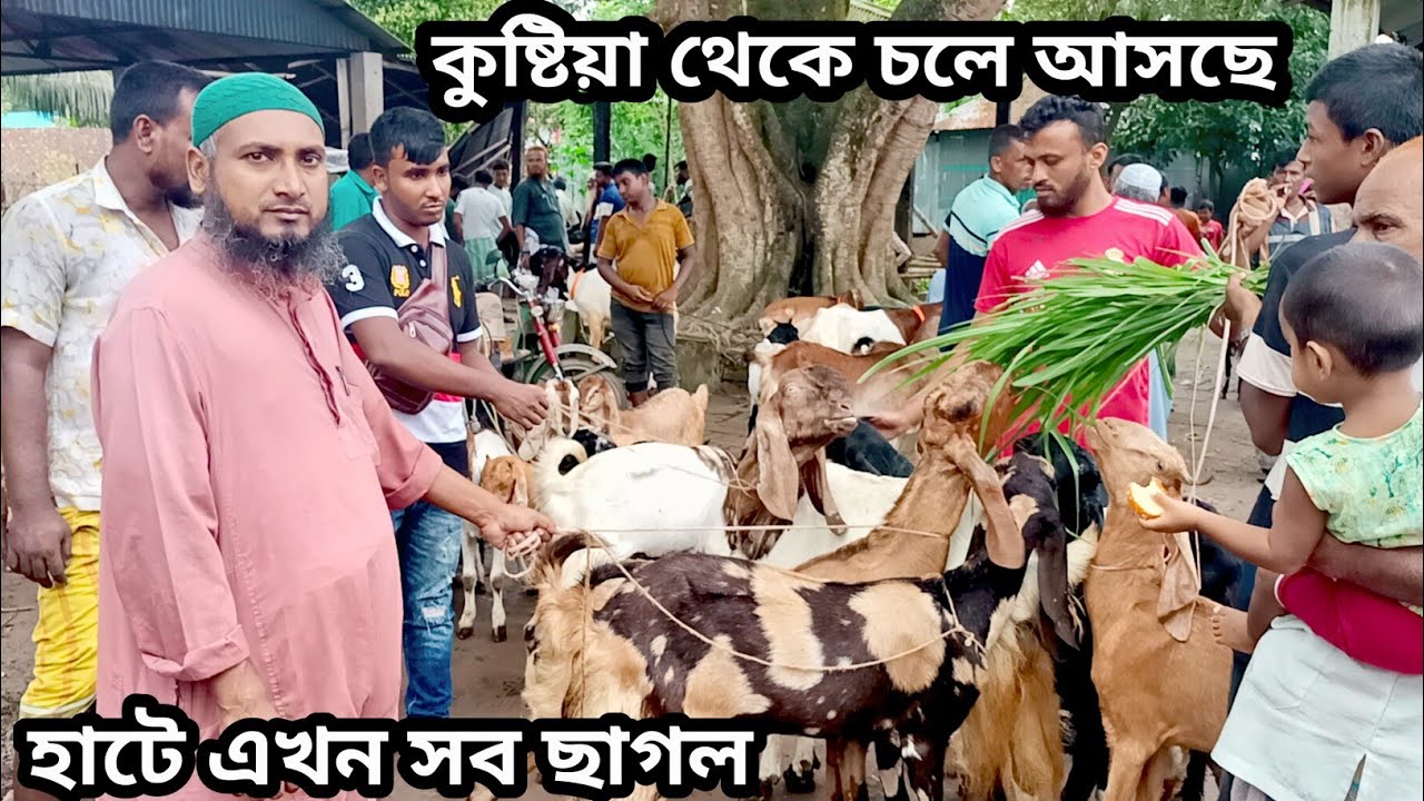 হাটে এত ছাগল ও বাচ্চা।এত কম দামে আর পাবেন না ছাগল ও বাচ্চা, হাট থেকে ছাগল কিনলে অন লাইনের অর্ধেক দাম