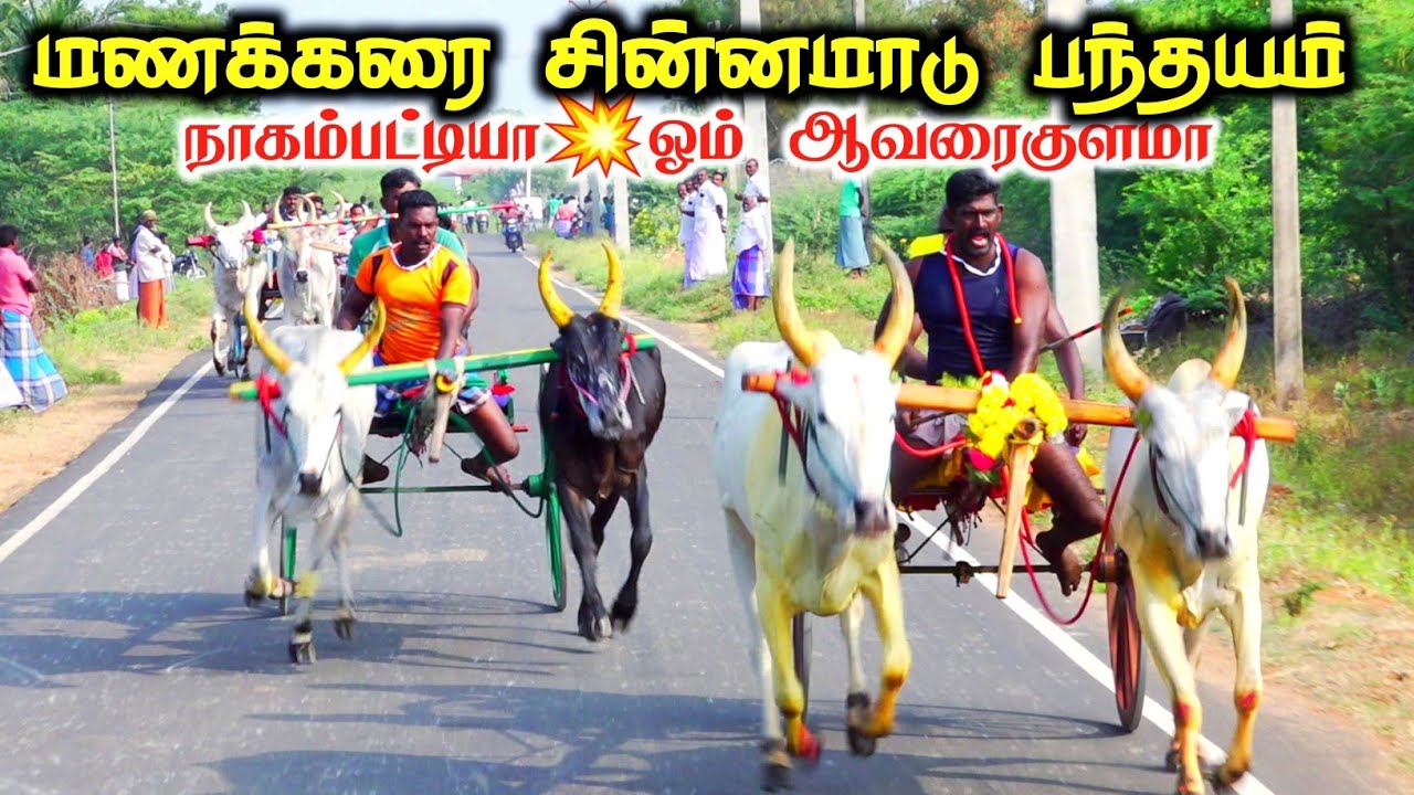 மணக்கரை சின்னமாடு பந்தயம் 