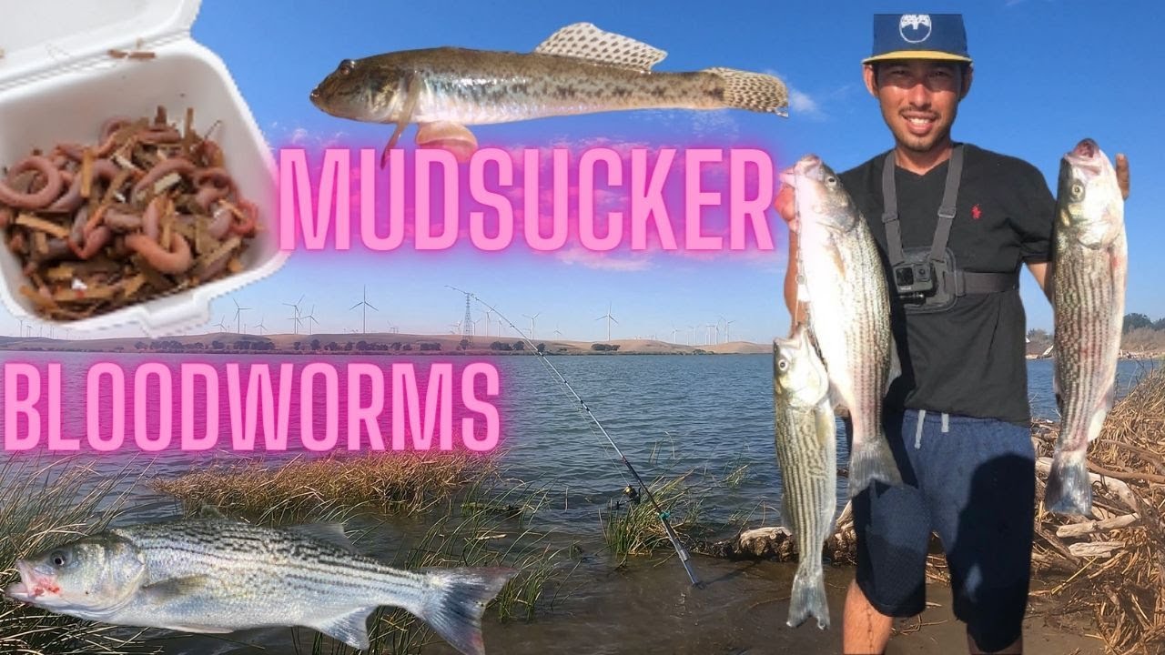 Fishing at Rio Vista HWY 160 / Sherman Island for Striped Bass Using Bloodworms and Mudsuckers! 2021