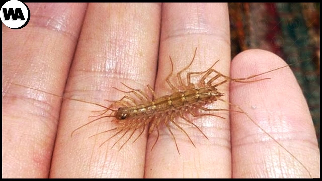 Les Insectes Qui Vous Feront Regretter De Vouloir Les Tuer