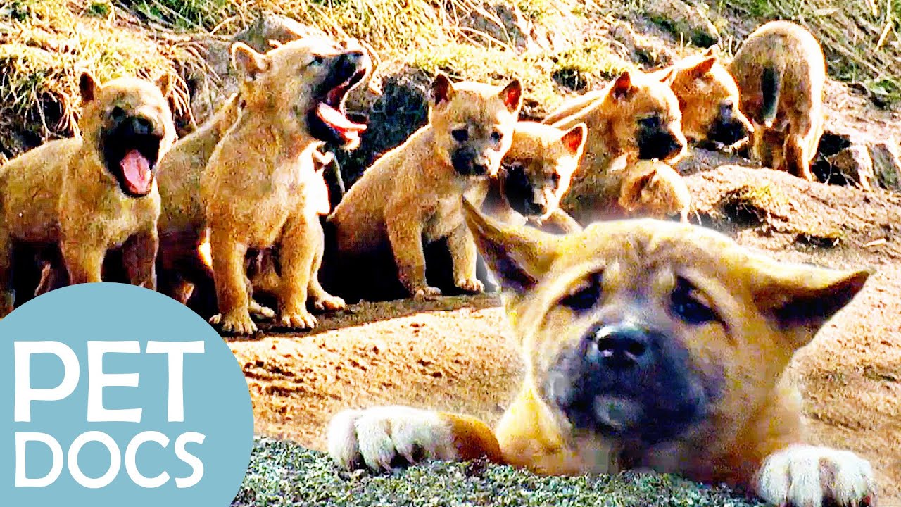 Meet the Dingo Siblings | My Animal Friends | Pet Docs