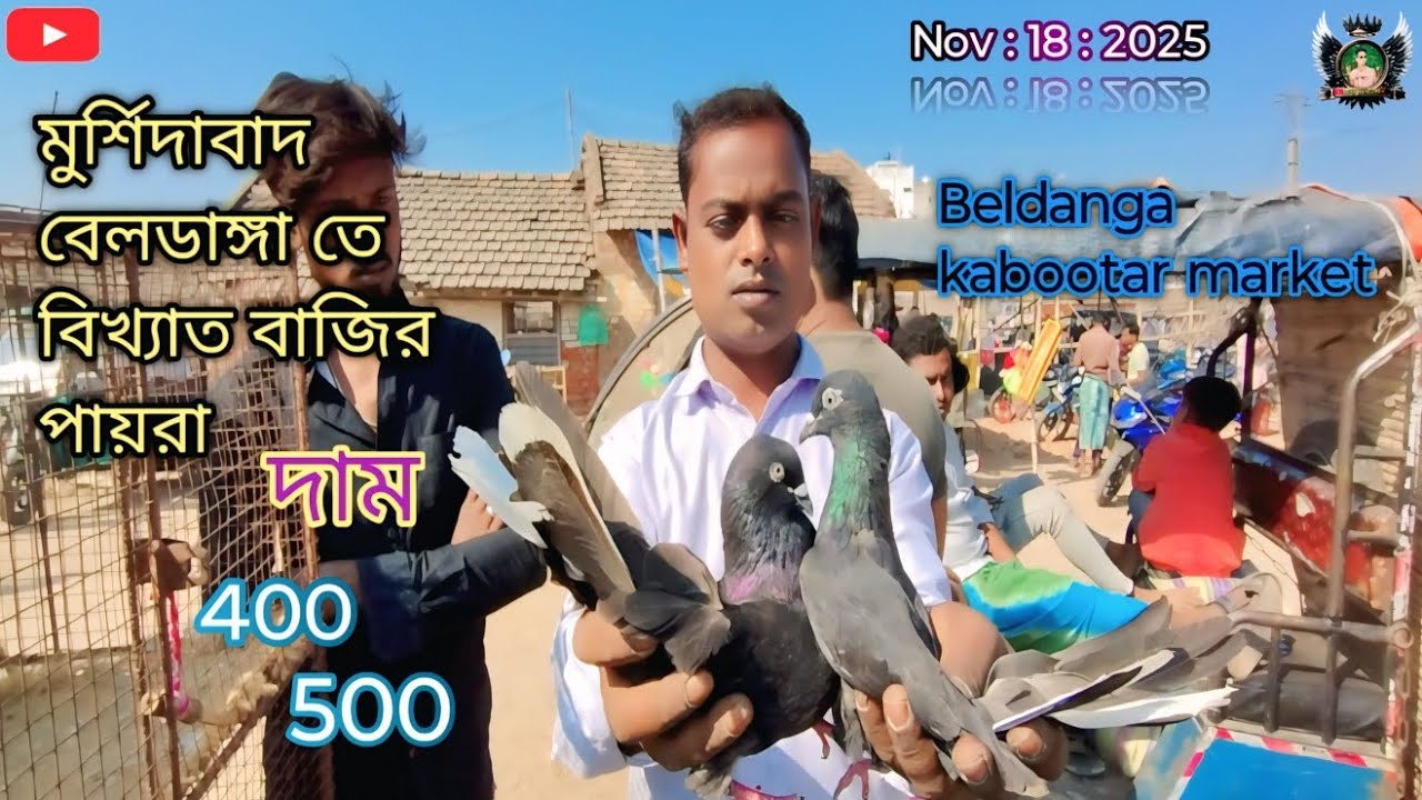 মুর্শিদাবাদের বিখ্যাত পায়রার হাটে চলে আসো 🕊️👍#like #subscribe #kabutar #pigeon #viralvideo #india 
