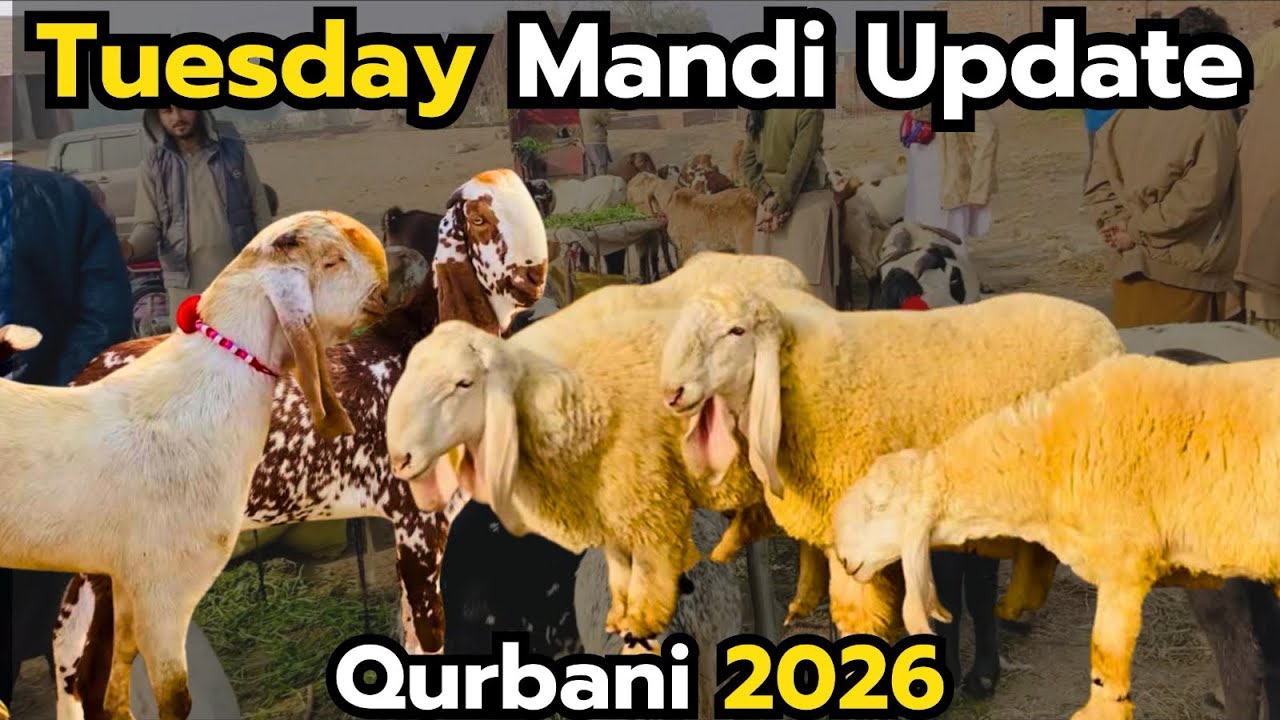 📌 Title:Tuesday Mandi Update 🐐 | Bakron & Chatron Ke Latest Rates