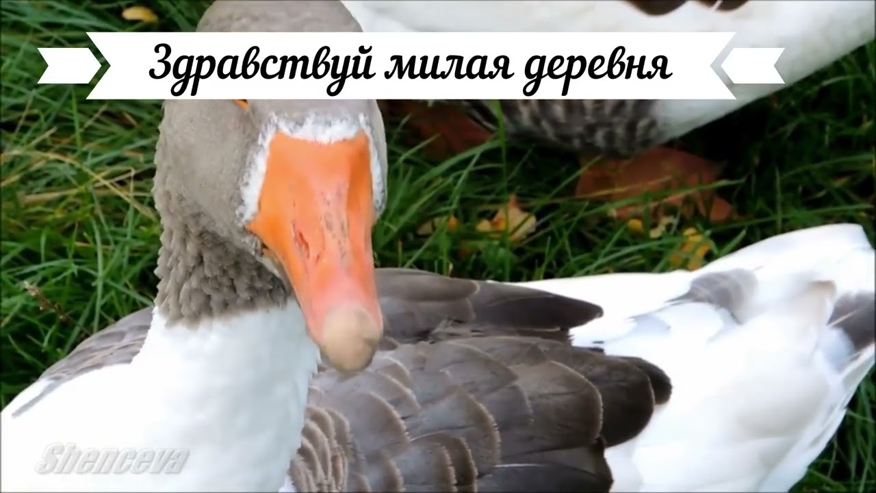 Милая деревня. Авторская песня 