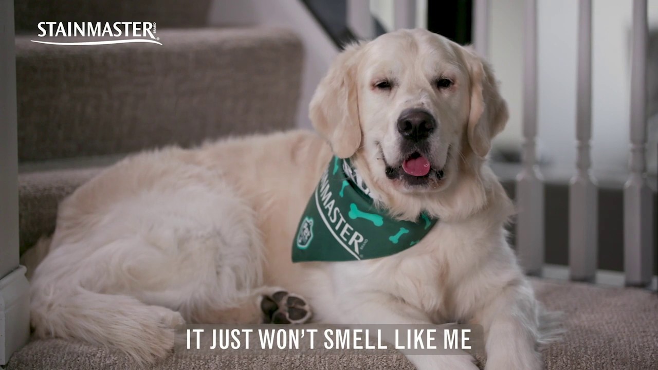 Pet Friendly Carpet For Your Home