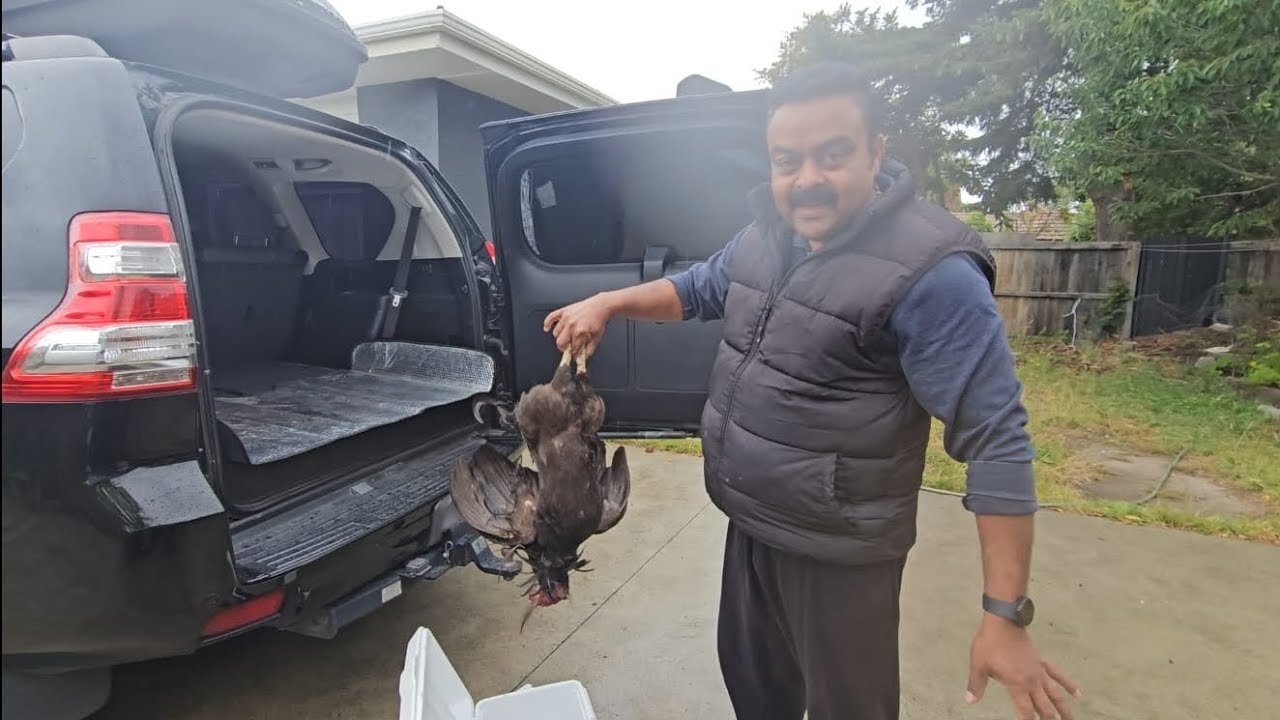 Rooster/Farm/Hens/Another Day @aaloottansvlog1868 