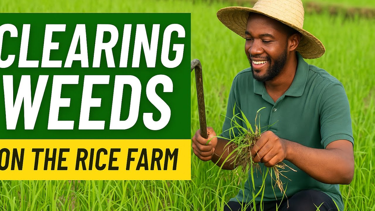 HOW TO CONTROL WEEDS IN YOUR RICE  FARM |VIISS AGRO  PRACTICAL GUIDE