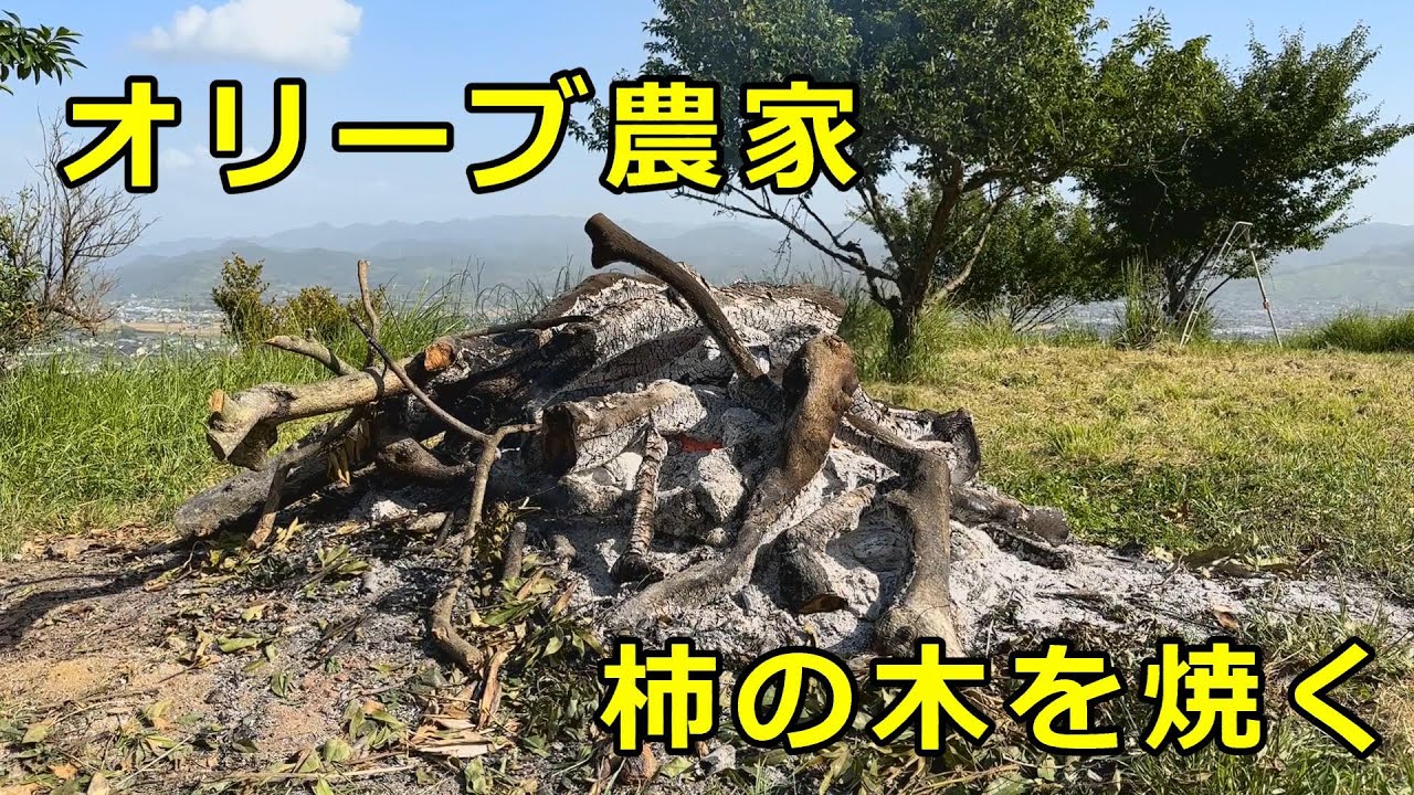 【野焼き】オリーブ農家が柿の木を伐採して焼却　ついでに梅の実を収穫