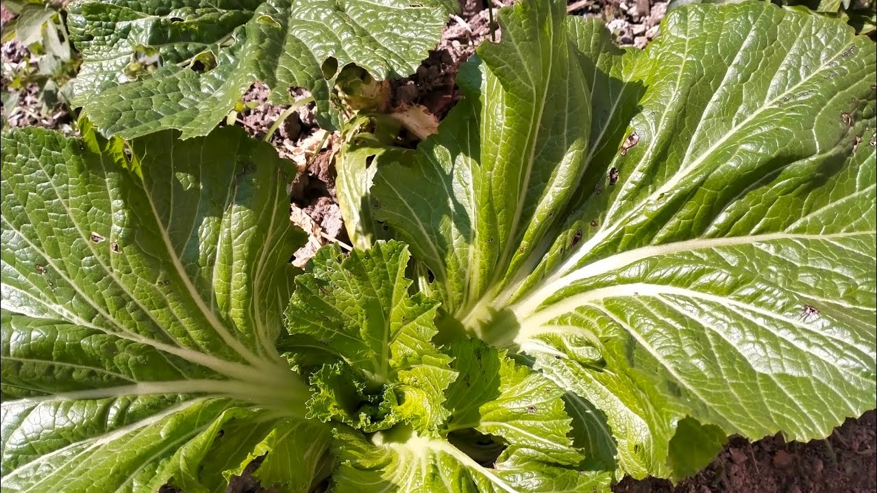 SAAG ra Dhido 