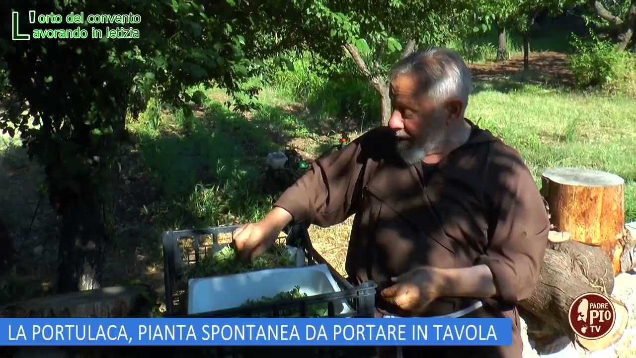 LA PORTULACA, PIANTA SPONTANEA DA PORTARE IN TAVOLA (L'orto del Convento 17 Agosto 2024)