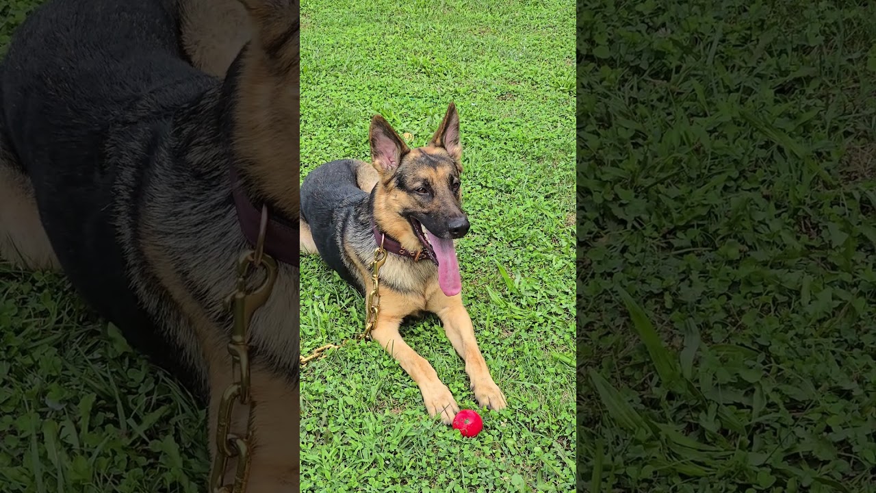 Some training moments ..#germanshepherdworld #germanshepred #GermanShepherdLife #germanshepher #dog