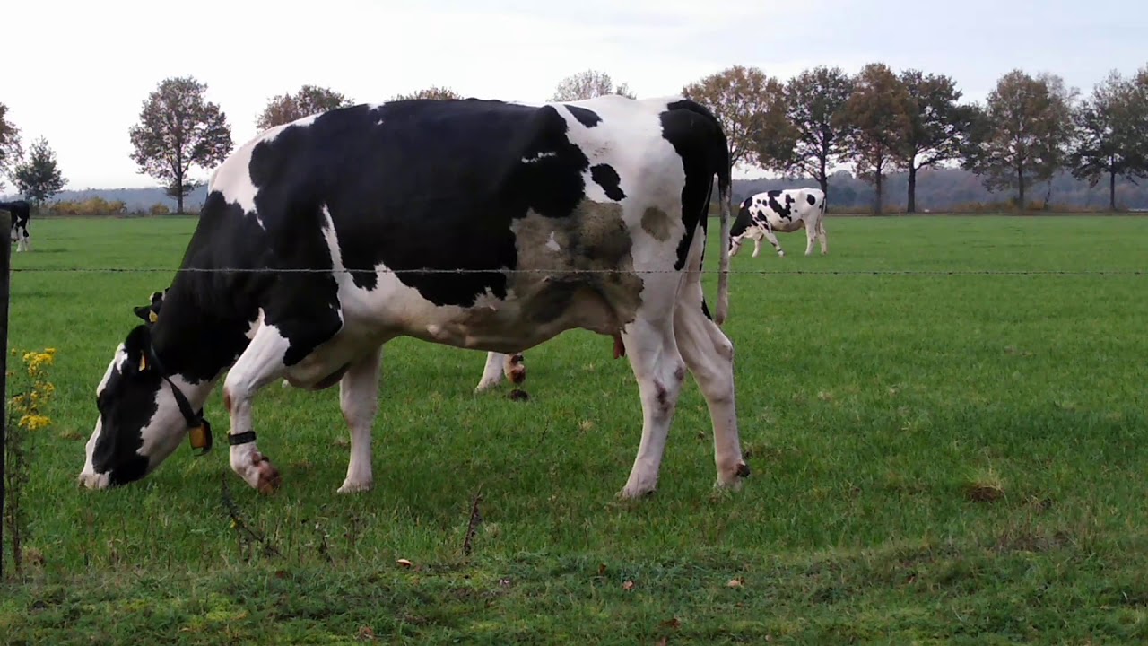 grazende koeien