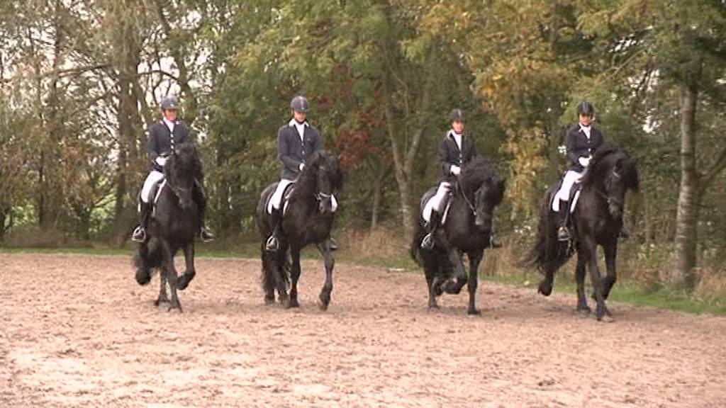 Stal Okkema presentatie friese paarden