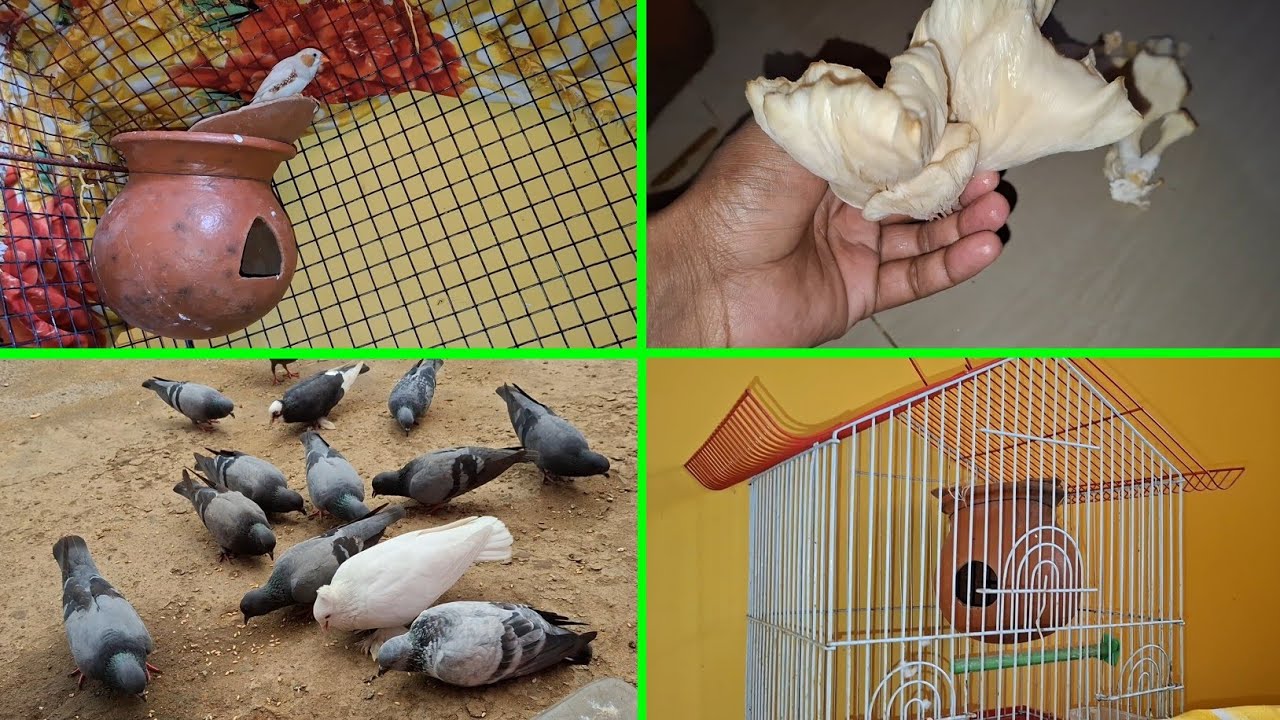 Lagta hai Jevra Fenches bahut jaldi anda dene wali hai | Pets Vlogs | Love Birds | Daily Routine 