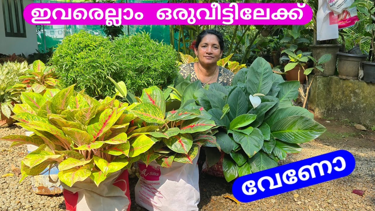 😍ഈ സുന്ദരികളുടെ ഒരുമിച്ചുള്ള ഒരു യാത്ര😍📞9526409624📞#plants #garden #happy 