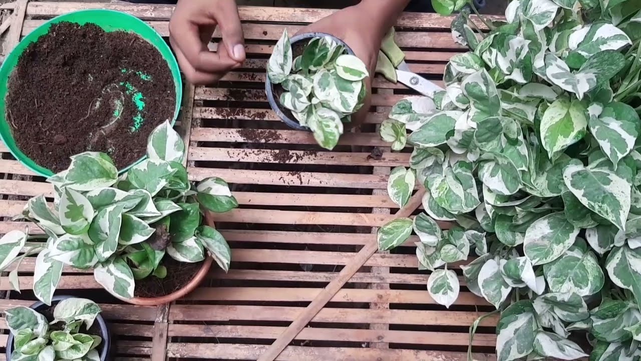 How to care n joy moneyplant/variegated money plant/ how to make n joy pothos (money plants )bushy