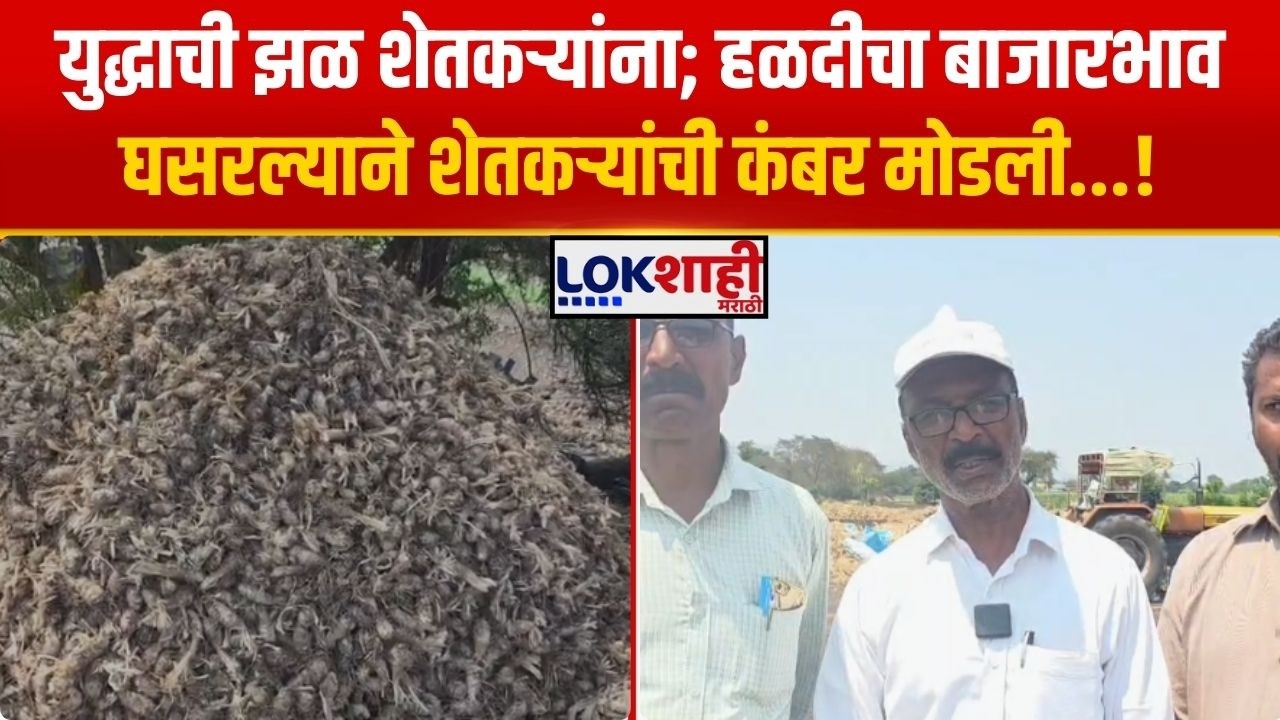 Satara Turmeric Rate। युद्धाचा फटका शेतकऱ्यांना; हळदीचा बाजारभाव घसरल्याने शेतकऱ्यांची कंबर मोडली