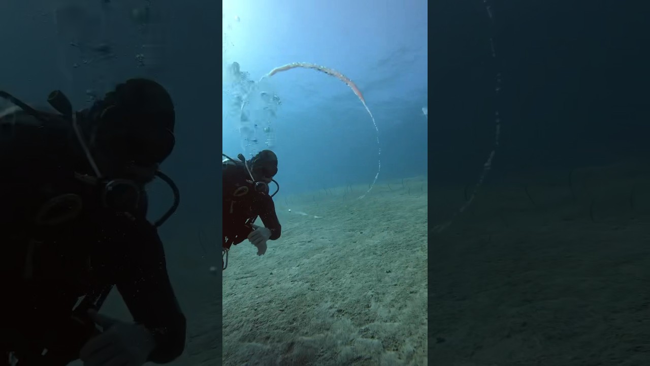 SDI Divemaster Course 🤙Open date - ask for details 