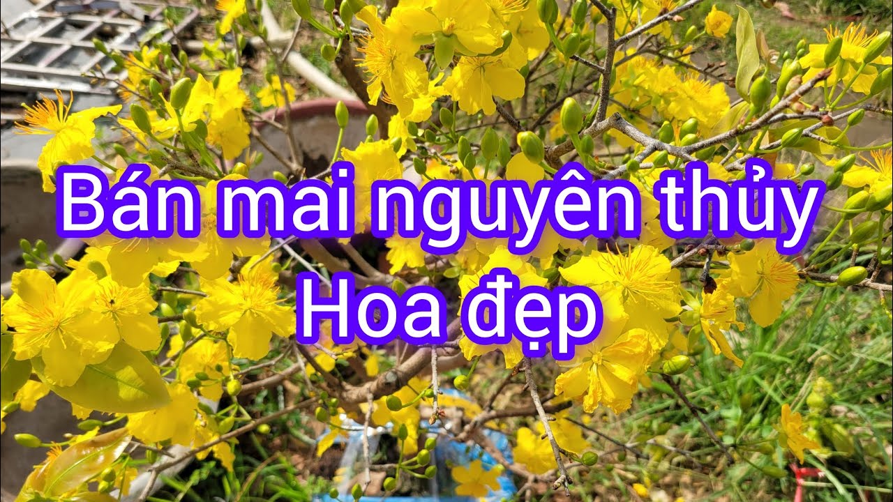 (Đ&atilde; b&aacute;n hết) B&aacute;n mai nguy&ecirc;n thủy hoa đẹp ng&agrave;y m&ugrave;ng 3 tết. (Số 1 đến 11)