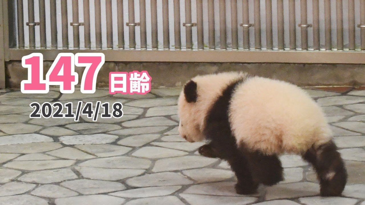 【パンダの赤ちゃん（楓浜）】飼育スタッフに大興奮！！のあとは…Zzz（147日齢）