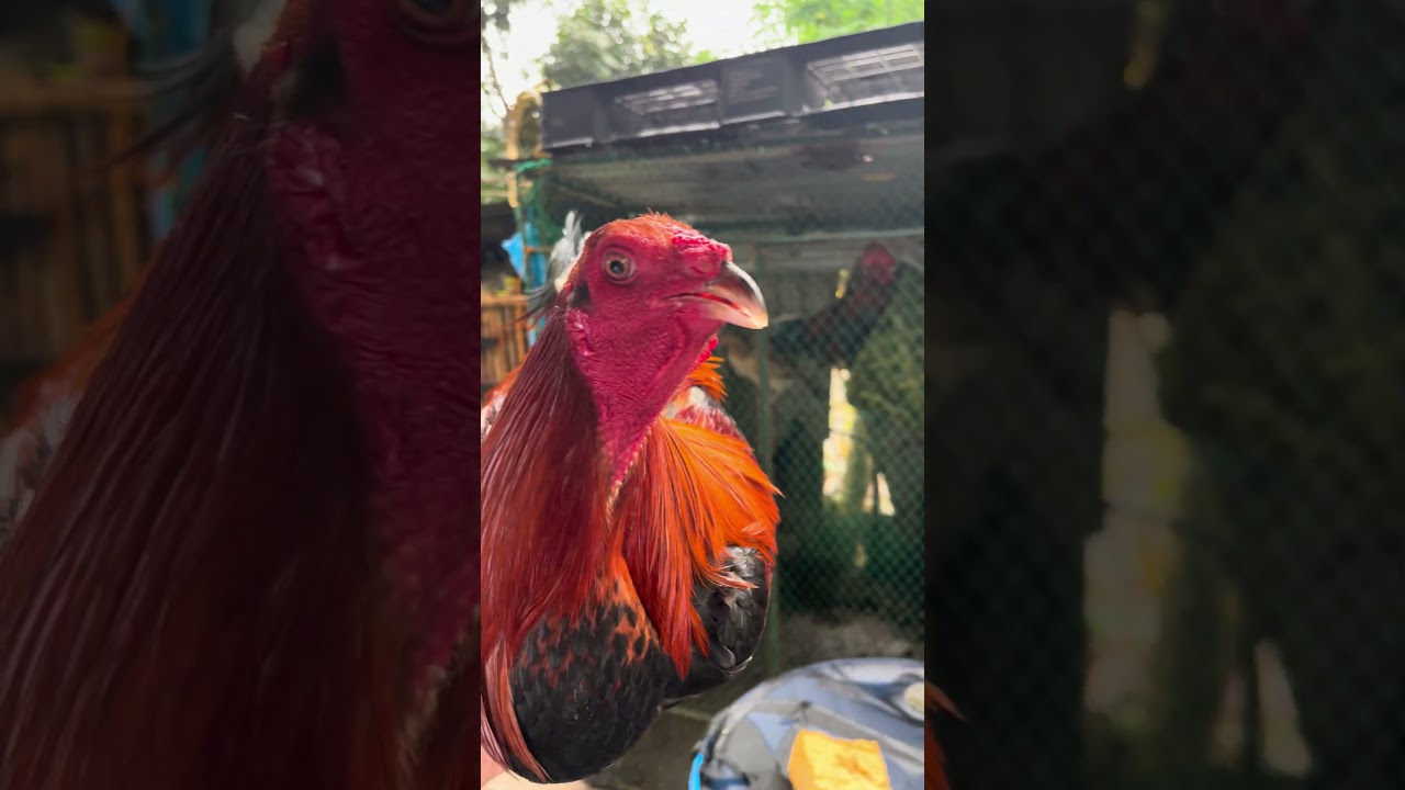 Backyard Breeding