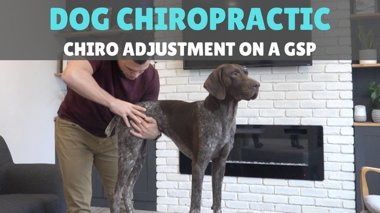 Dog Chiropractic Adjustment