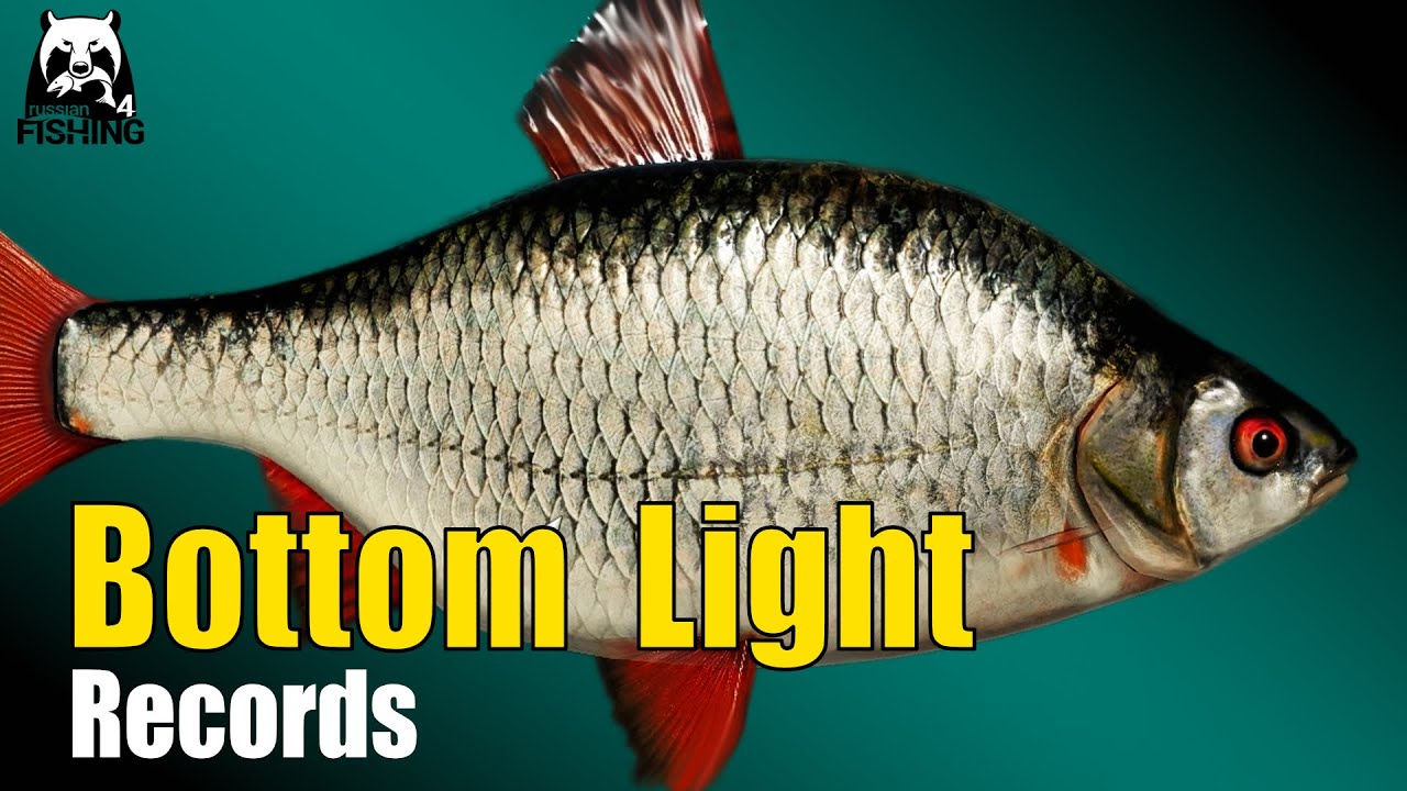 Russian Fishing 4 - Lower Tunguska River - Bottom Light Siberian Roach, Siberian Sculpin #rf4