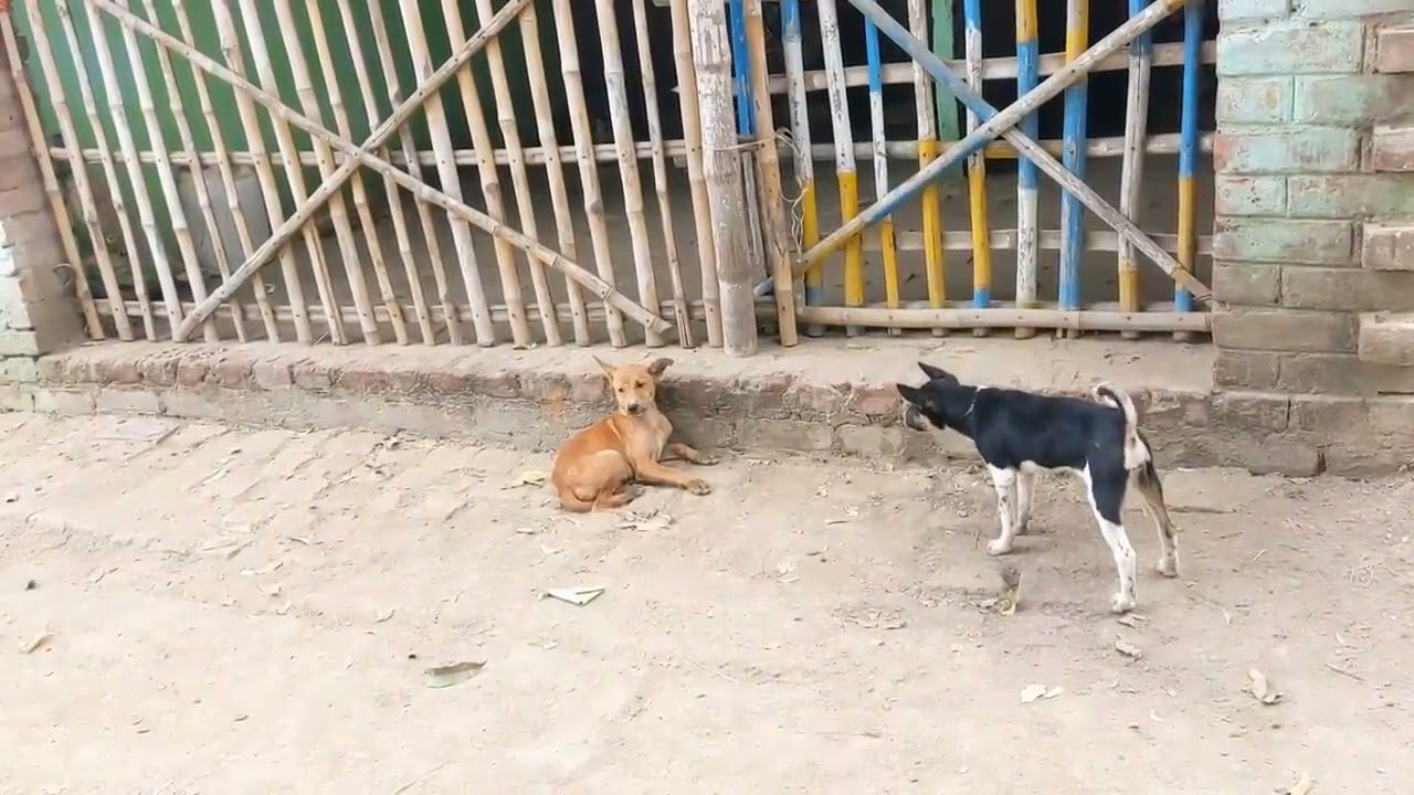 1 street dog vs 7 street dog /  viral dog fight video /  less 